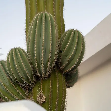 Дом отдыха Saguaro By Buenavilla Пуэрто дель Кармен